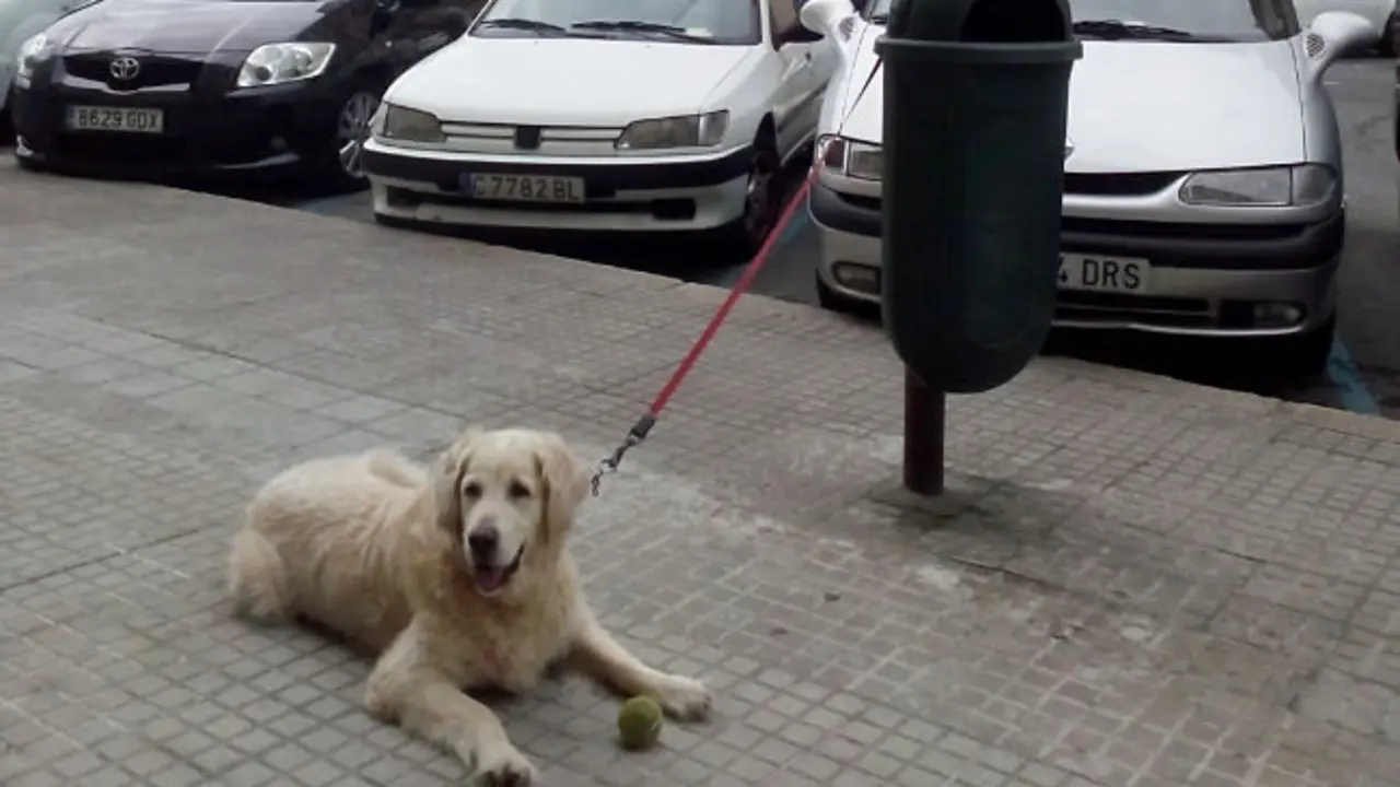  Esperando al due&ntilde;o. / Francisco Pu&ntilde;al Su&aacute;rez                             