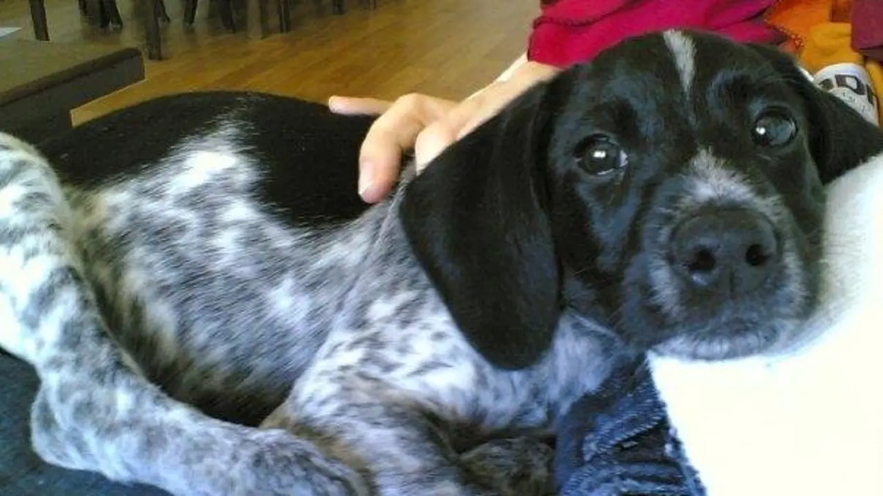 Un perro adoptado. / A.S.