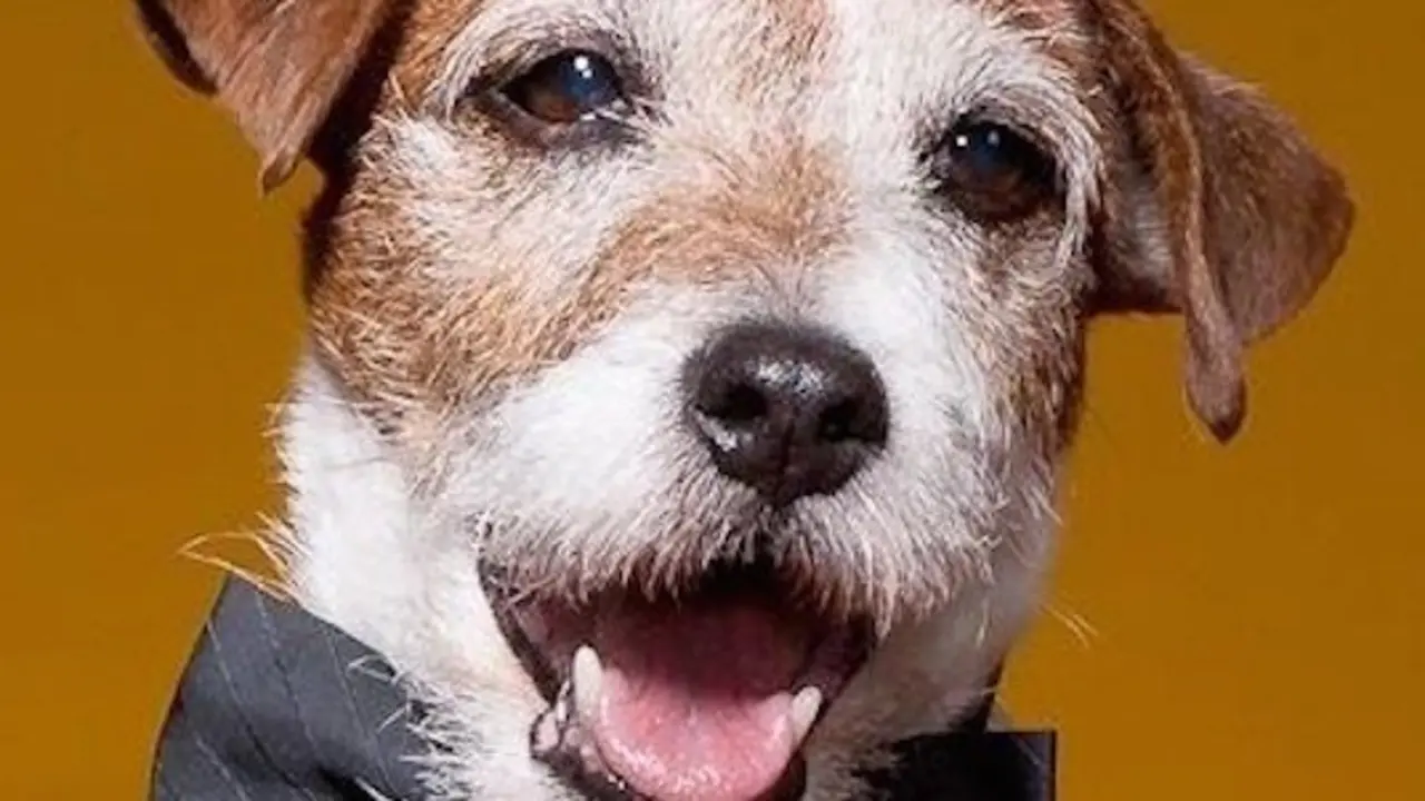 Uggie