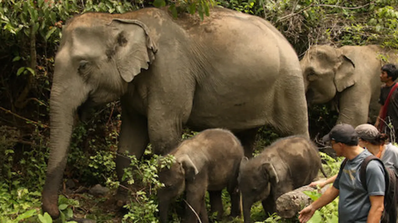 Elefantes de Elephant Nature Park. / ENP