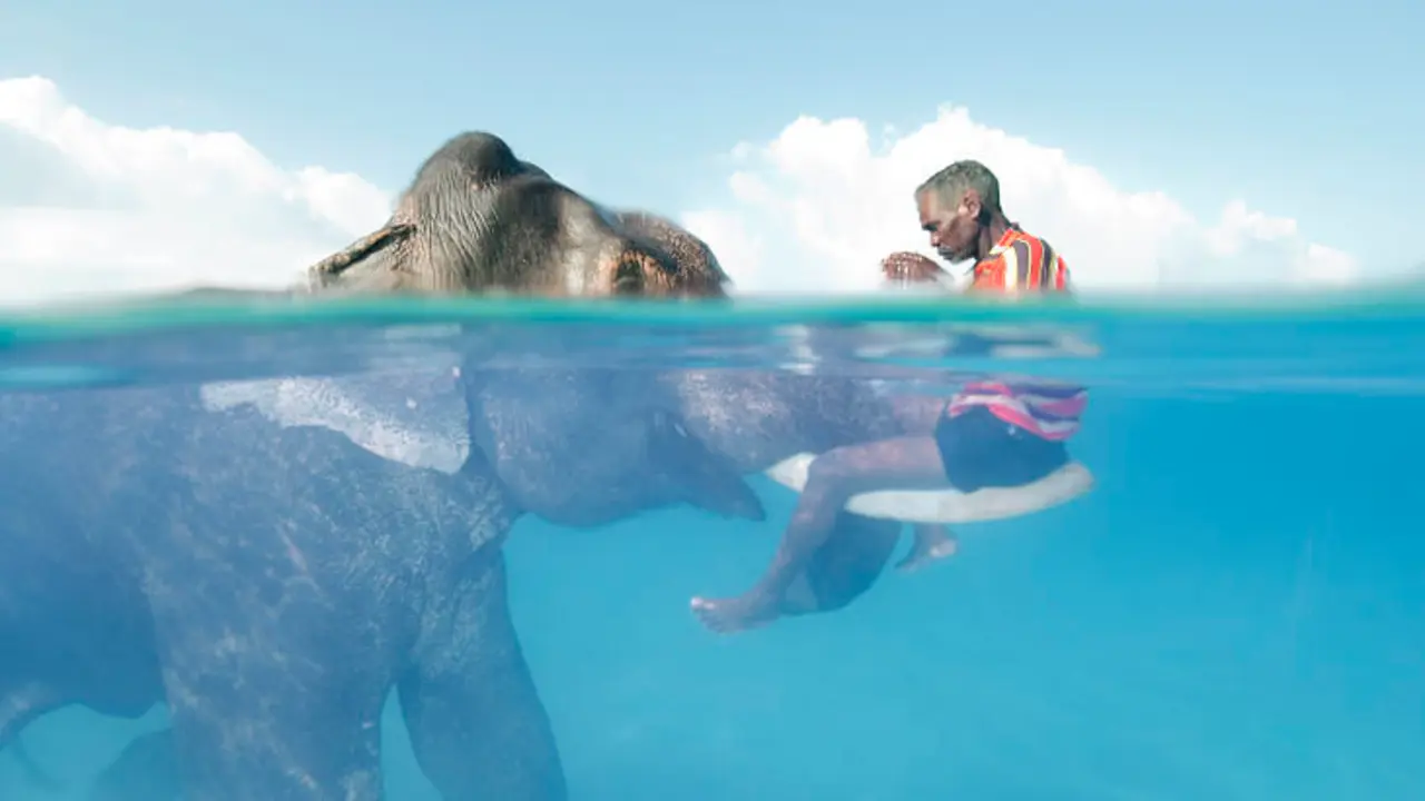 Conecci&oacute;n Elefante, Isla Andam&aacute;n, India. / Cesare Naldi