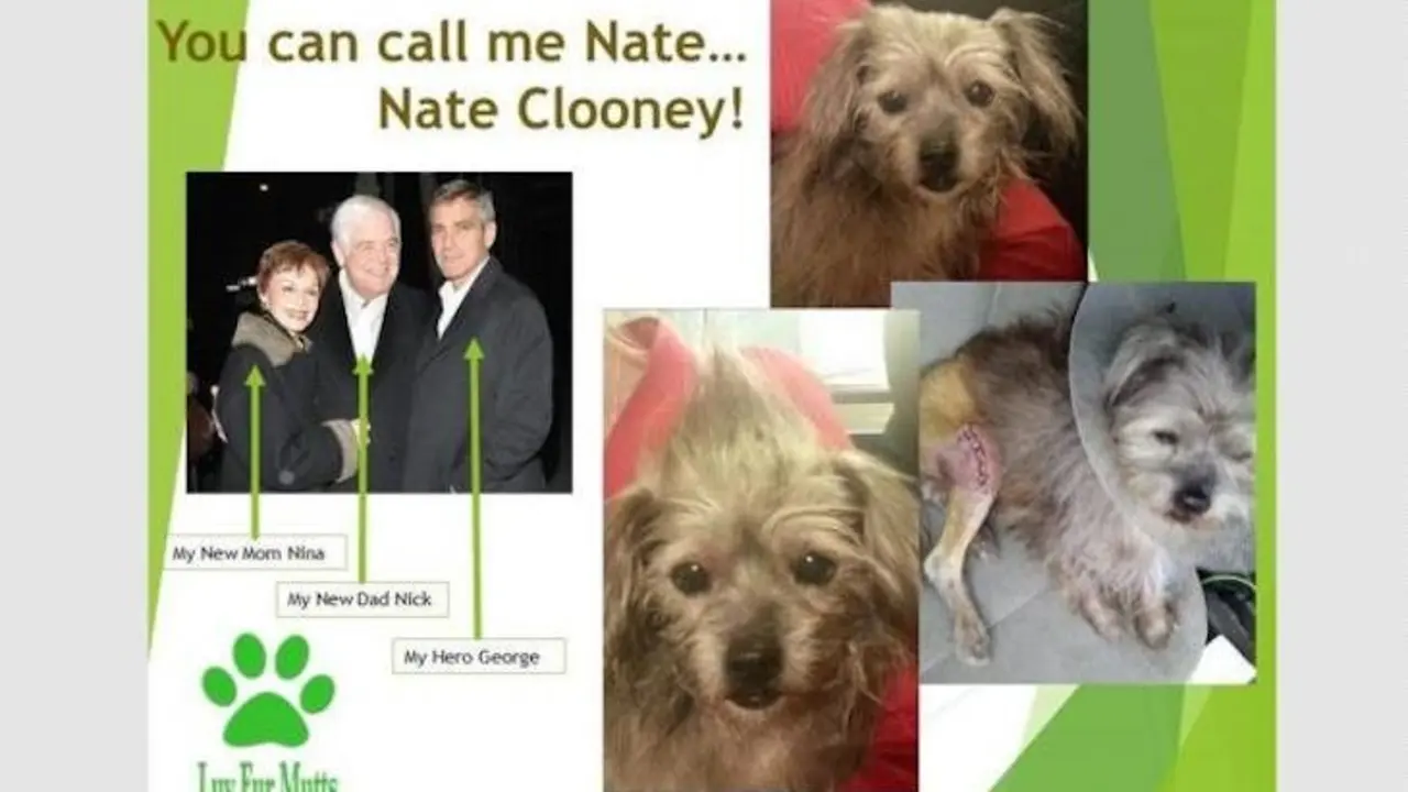 Nate, el perrito que adopt&oacute; George Clooney. / eluniversal.com.mx