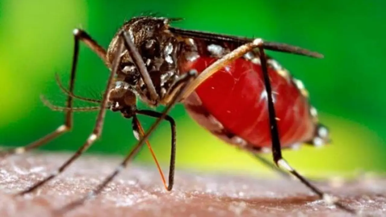 Argentina vive una epidemia provocada por el mosquito Aedes aegypti