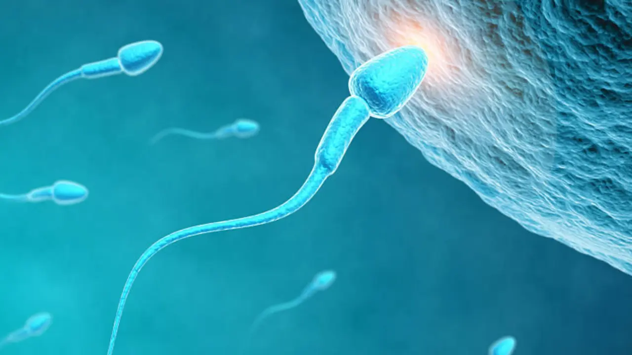 Fecundaci&oacute;n in vitro. / RR SS