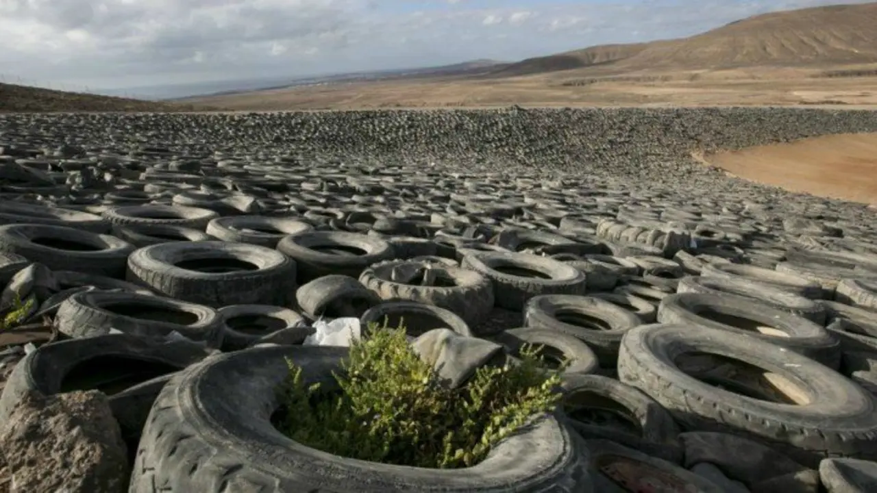 Neum&aacute;ticos en el complejo medioambiental de Zurita, en Fuerteventura. / Quique Curbelo