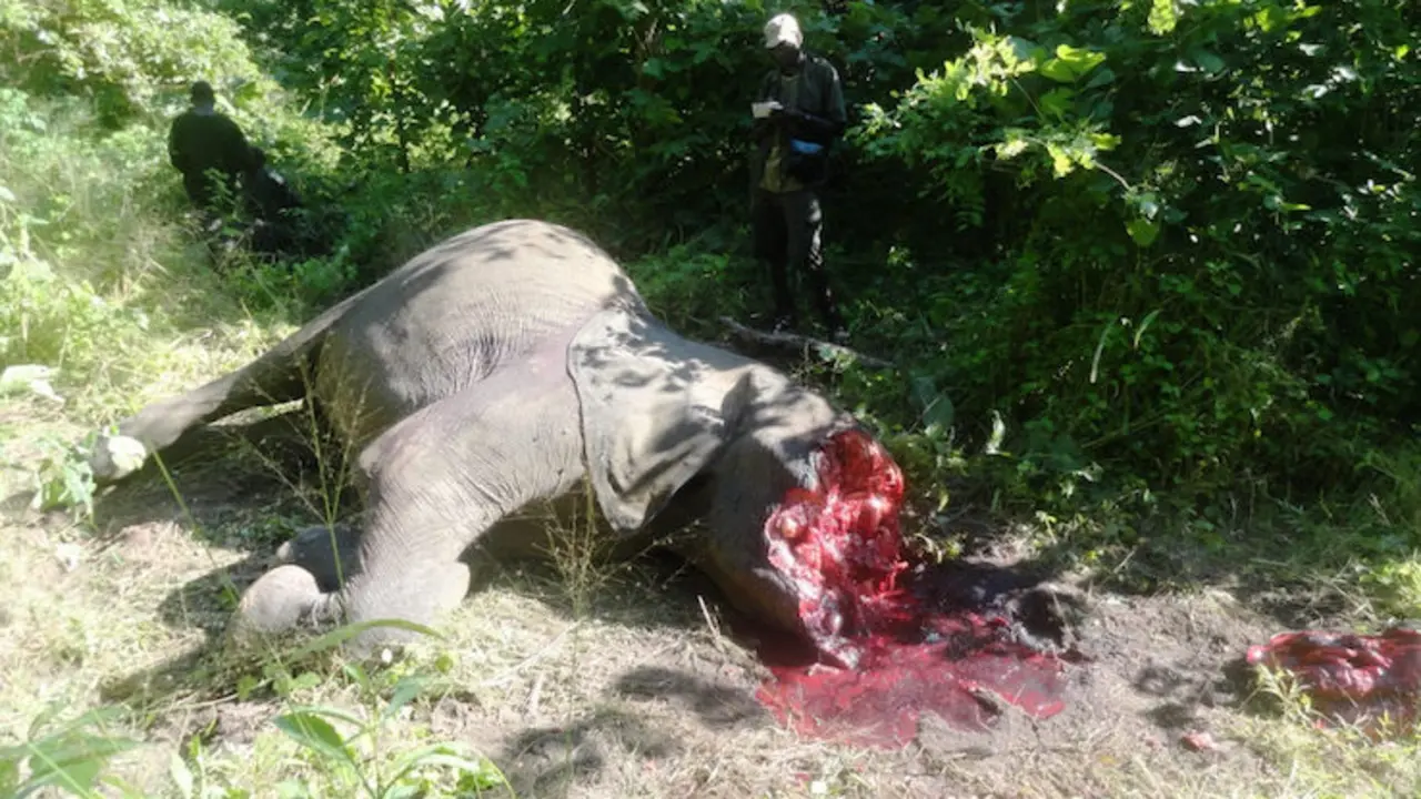 Elefante asesinado en el Congo con la cara arrancada para traficar con sus colmillos. / UNEP.jpg