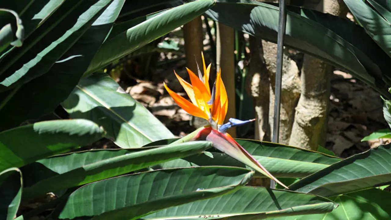 Flor Strelitzia reginae, originaria de  &Aacute;frica del Sur - Jardin de Aclimataci&oacute;n de La Orotava, Puerto de la Cruz, Tenerife ./ Francisco Pu&ntilde;al Su&aacute;rez