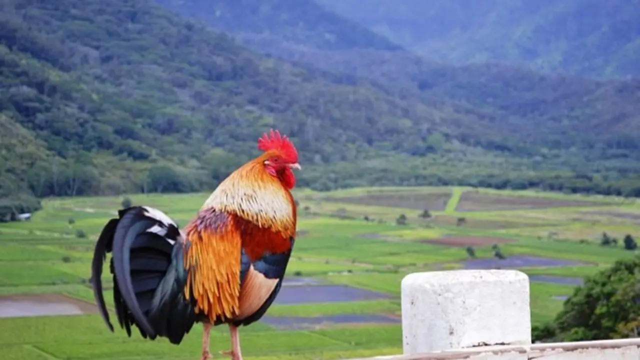 Gallo silvestre en Kauai. / Kauai Blog