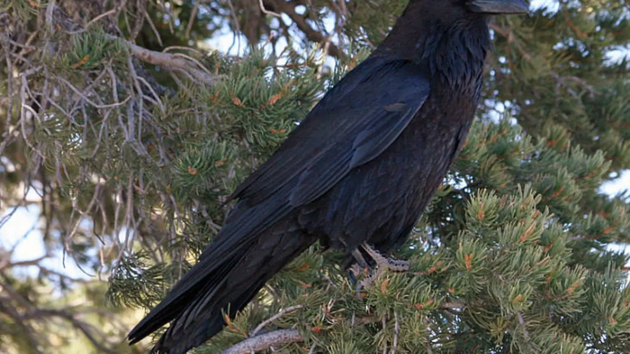 Cuervo com&uacute;n (Corvus corax). / Dick Daniels