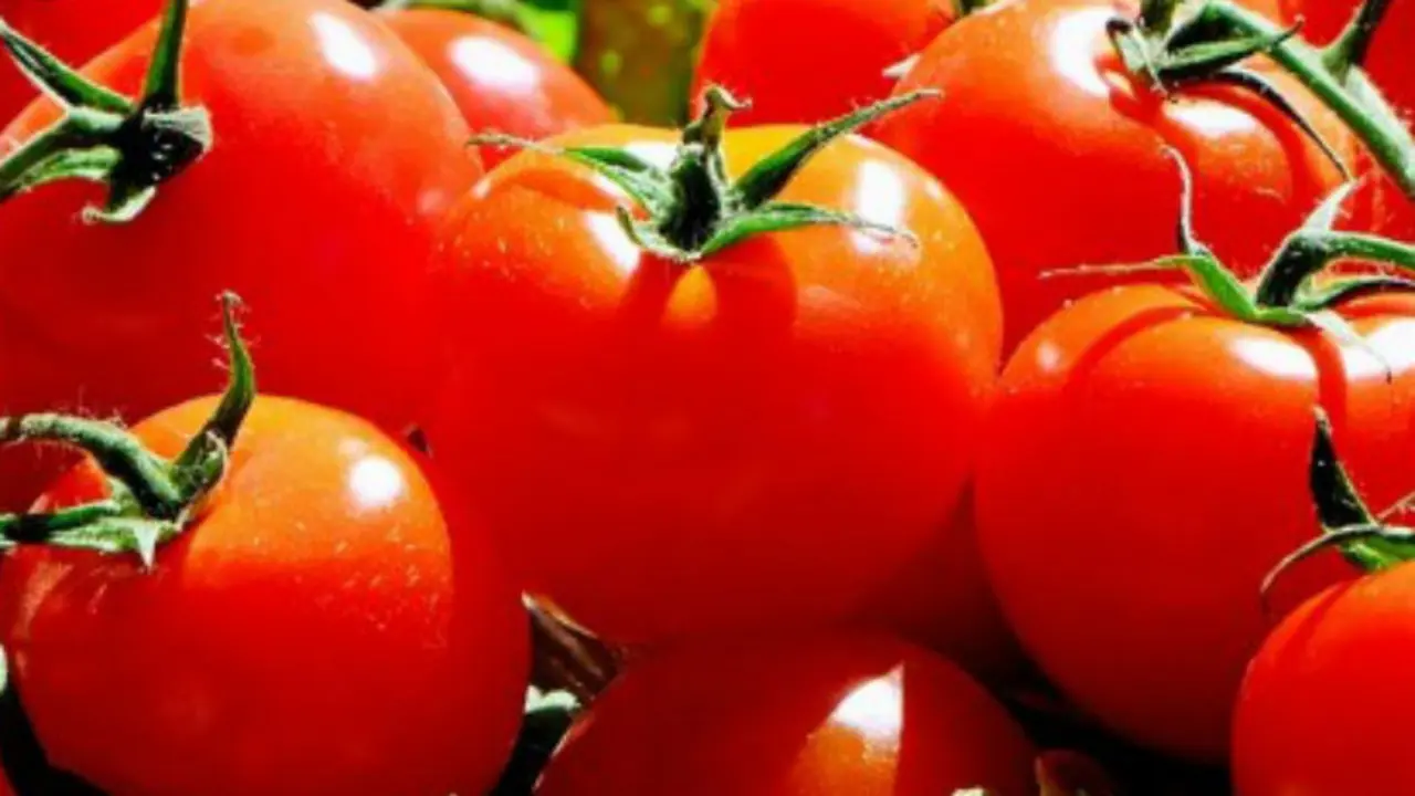Tomates. / pixabay.com
