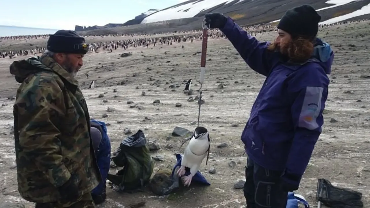 Pingüinera en la Antártida. : Mundiario