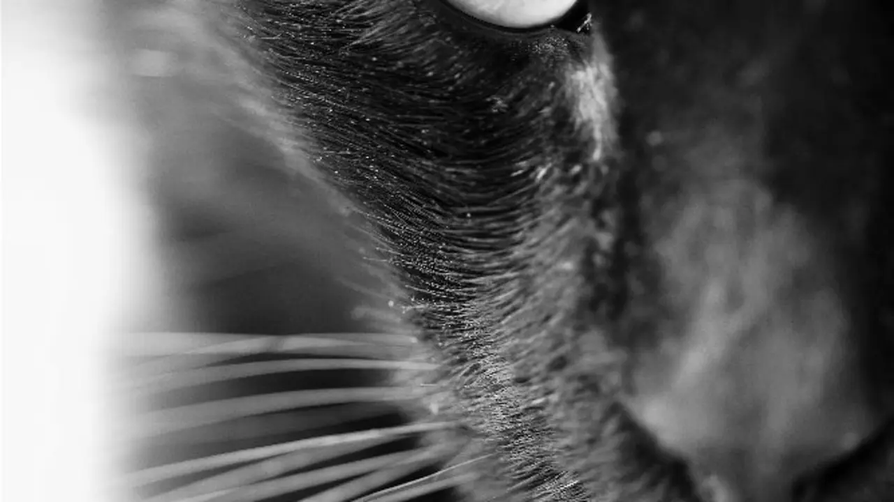 Un gato.