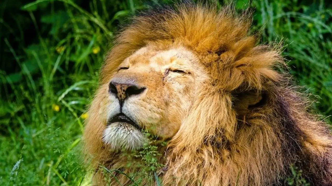 Un león en la naturaleza. / Pixabay