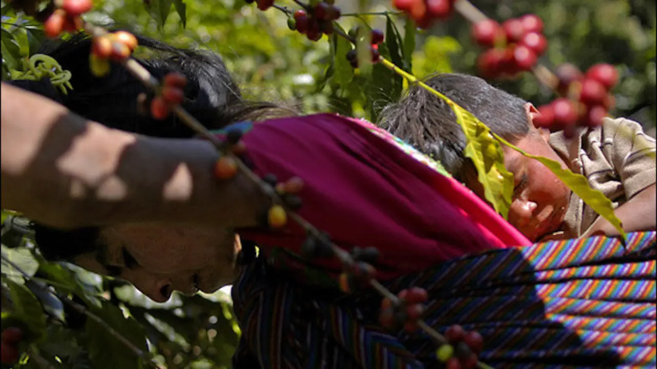 Mujer guatemalteca, selectora de café, descansa con su hijo sobre su espalda. / Flickr USAID Guatemala