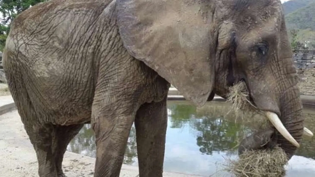 Ruperta, elefante africano Twitter