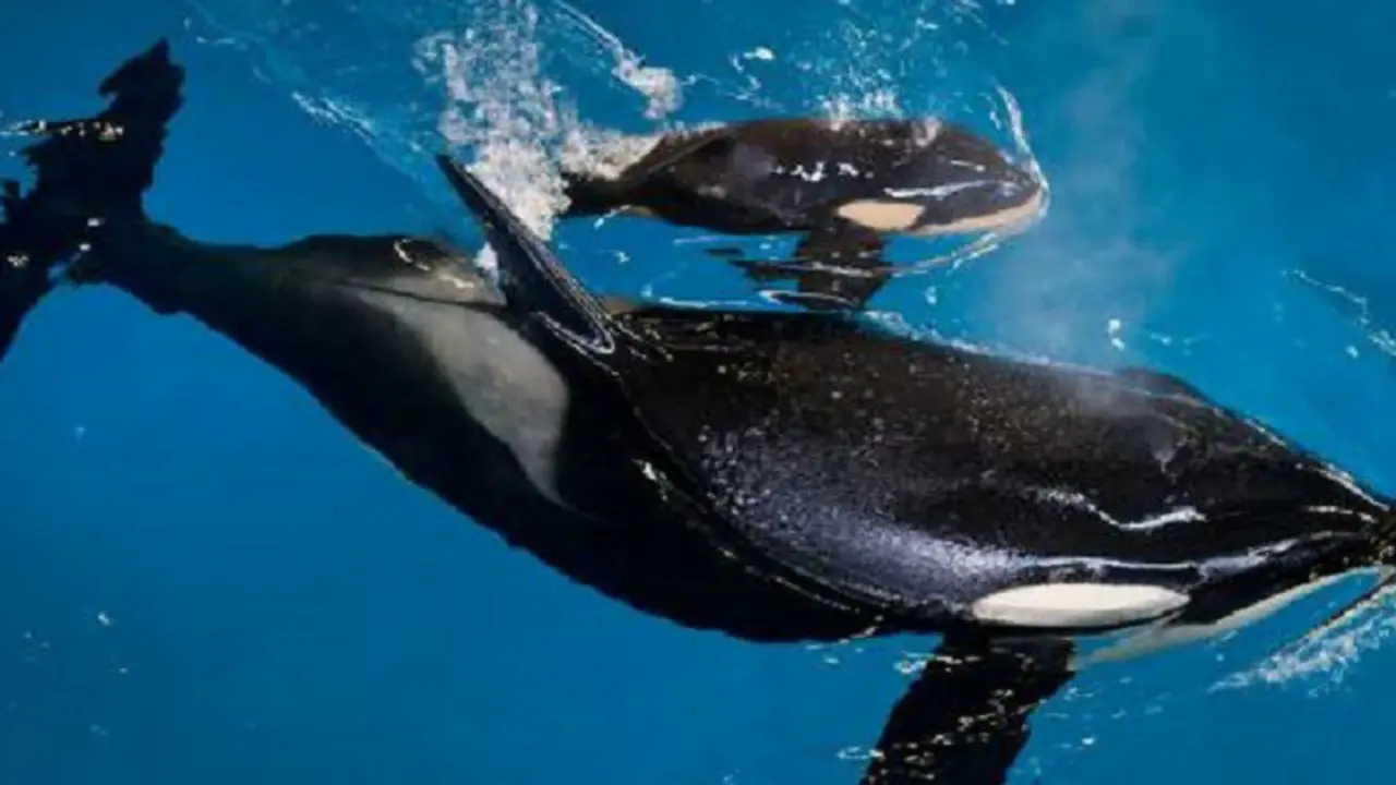 La &uacute;ltima orca nacida en cautiverio y Takara, su madre.  AP