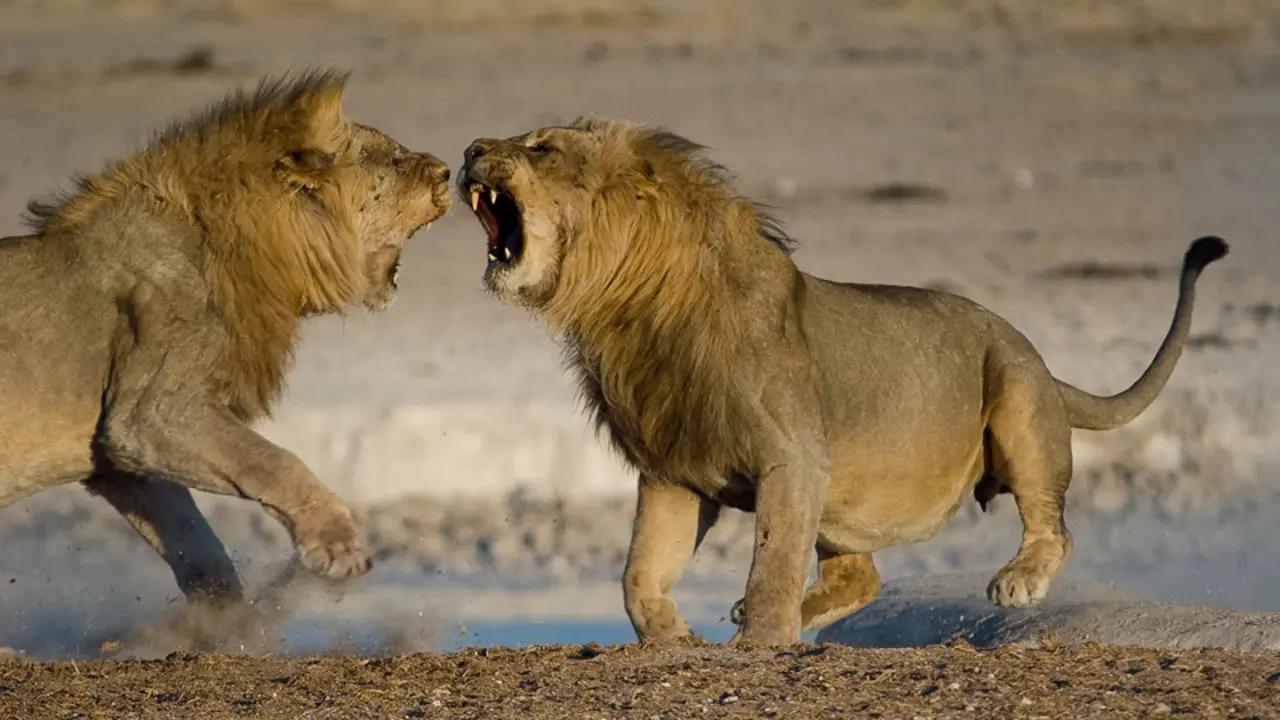 Leones. / Mundiario