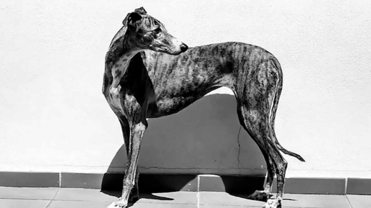 Gala. / Instagram @gala_galga