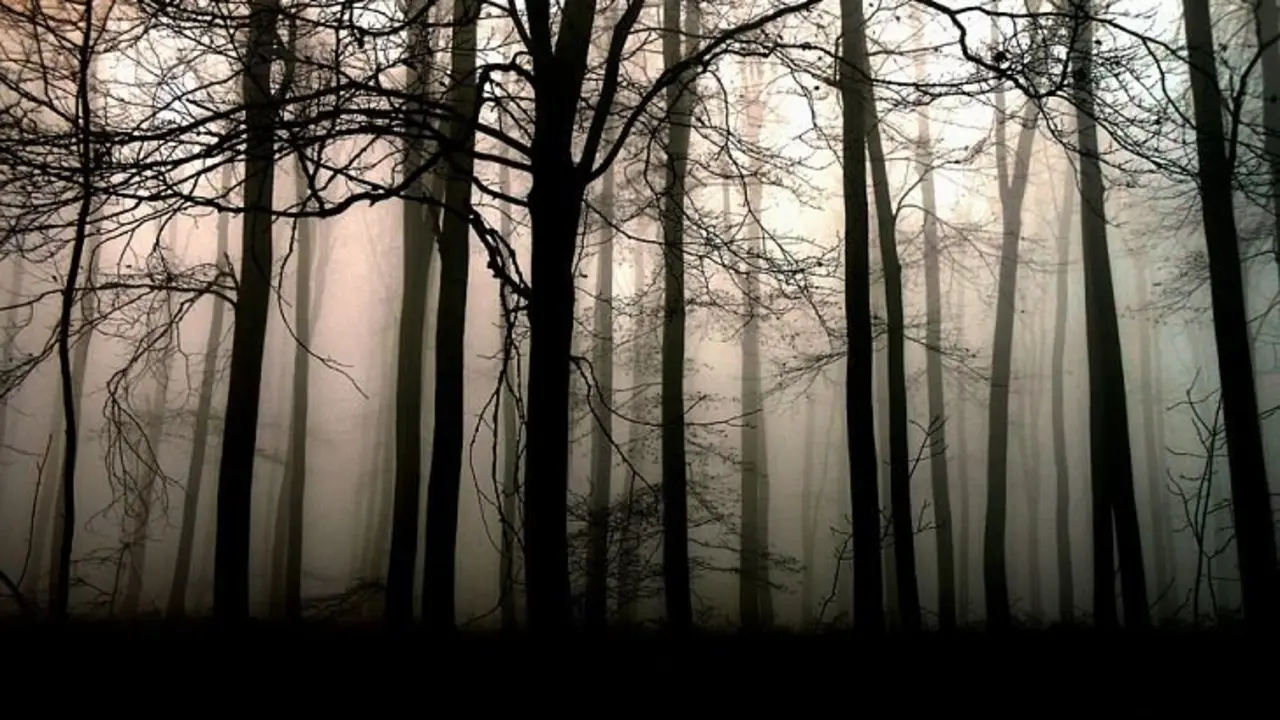 Boque oscuro Pixabay