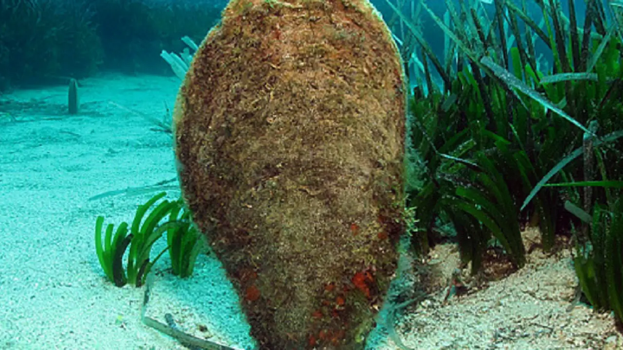 La nacra, molusco  m&aacute;s grande del mundo. / Oceanografic.com