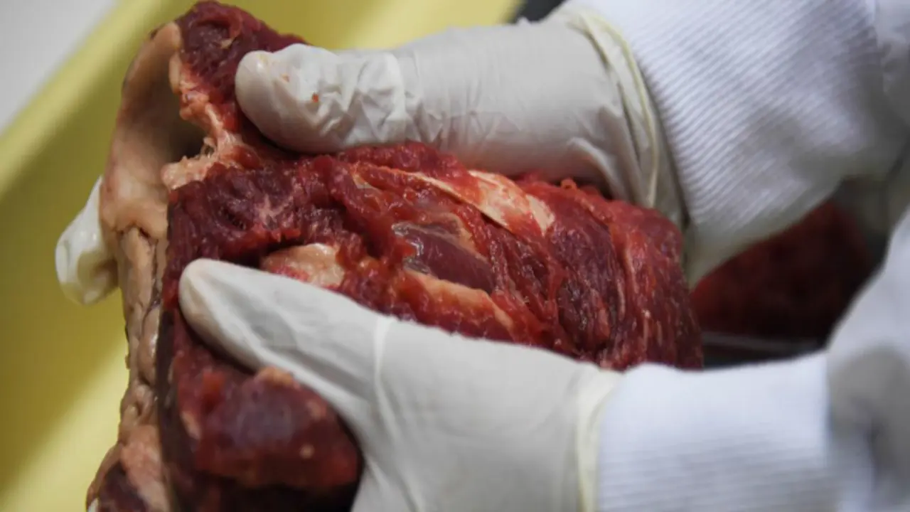 Trozo de carne/ Archivo