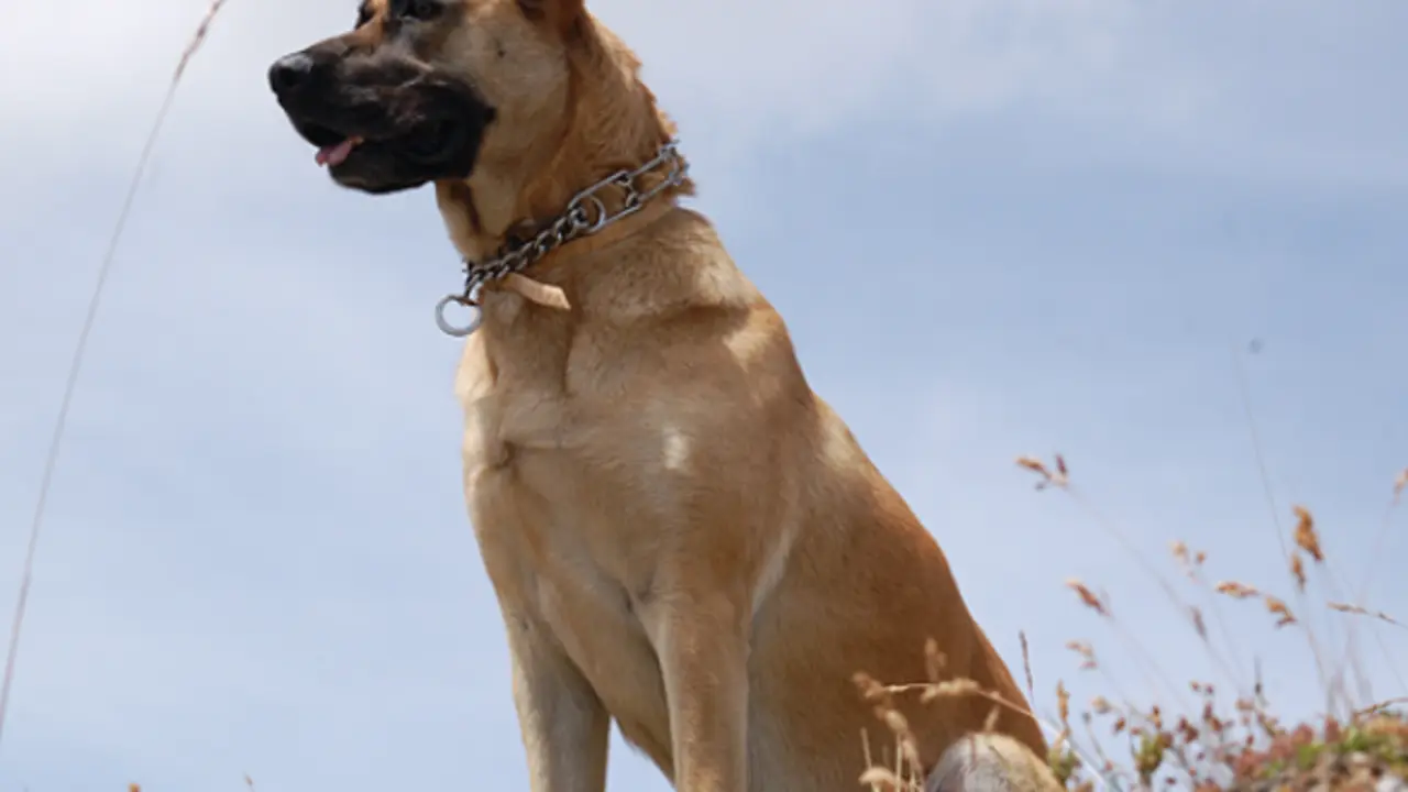 Goa, la orgullosa perra peregrina. / caminodesantiagoconperro.com
