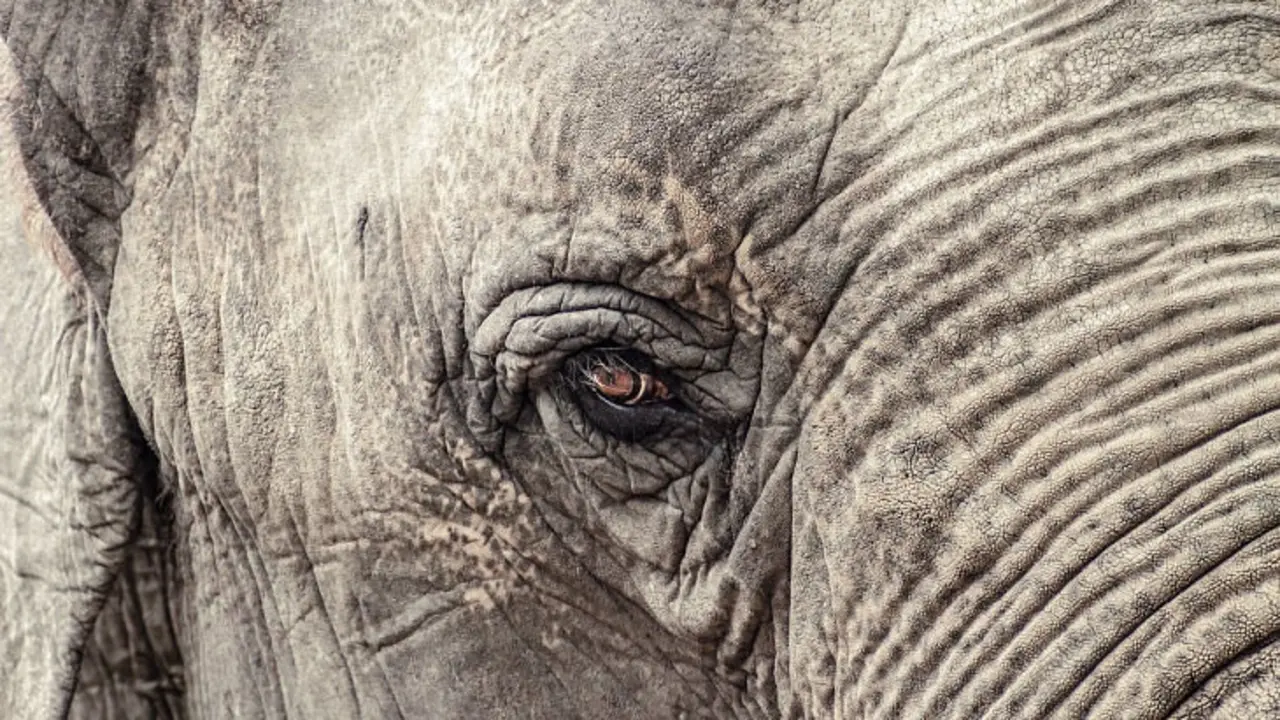 ojo-elefante_opt