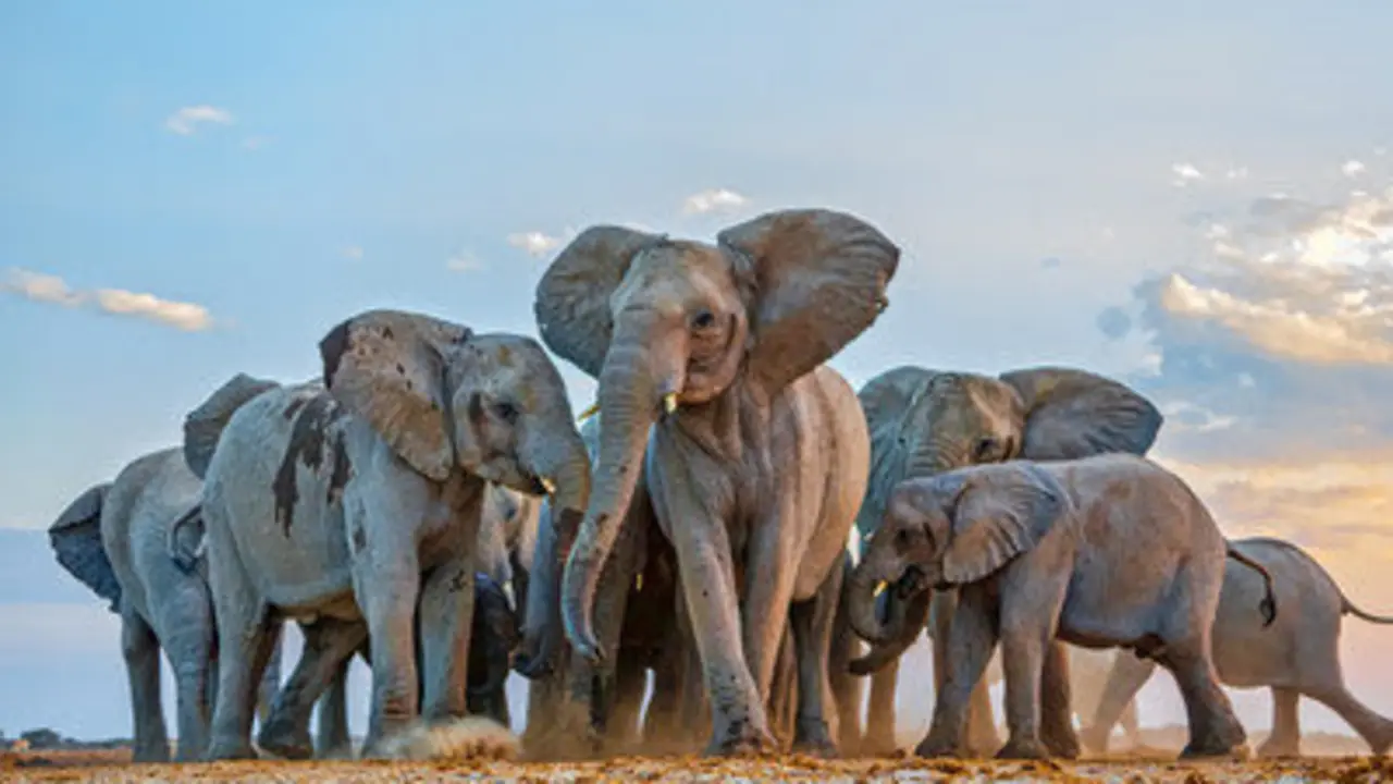 Elefantes. / Susan McConnell de PRNewsfoto/HITN
