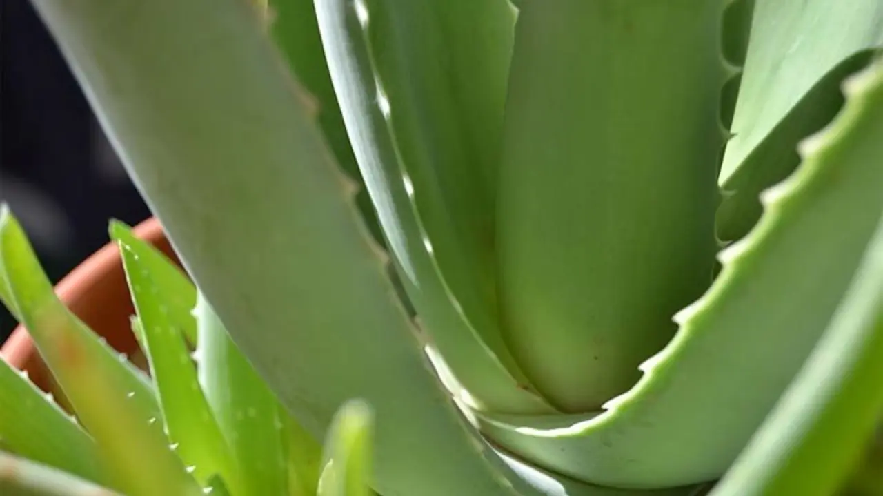 Aloe_vera