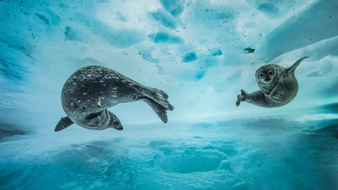 Titulo Swim gym, by Laurent Ballesta. / Wildlife Photographer of the Year