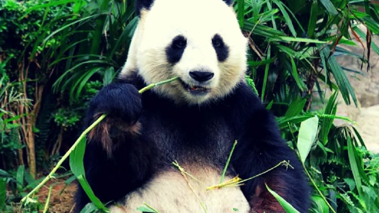 Panda. / RR SS.