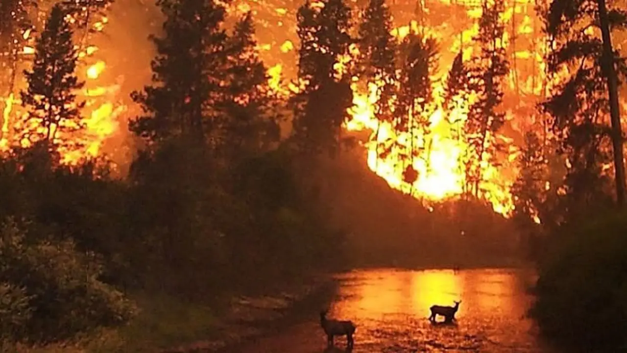 Una imagen de los incendios forestales. / Twitter