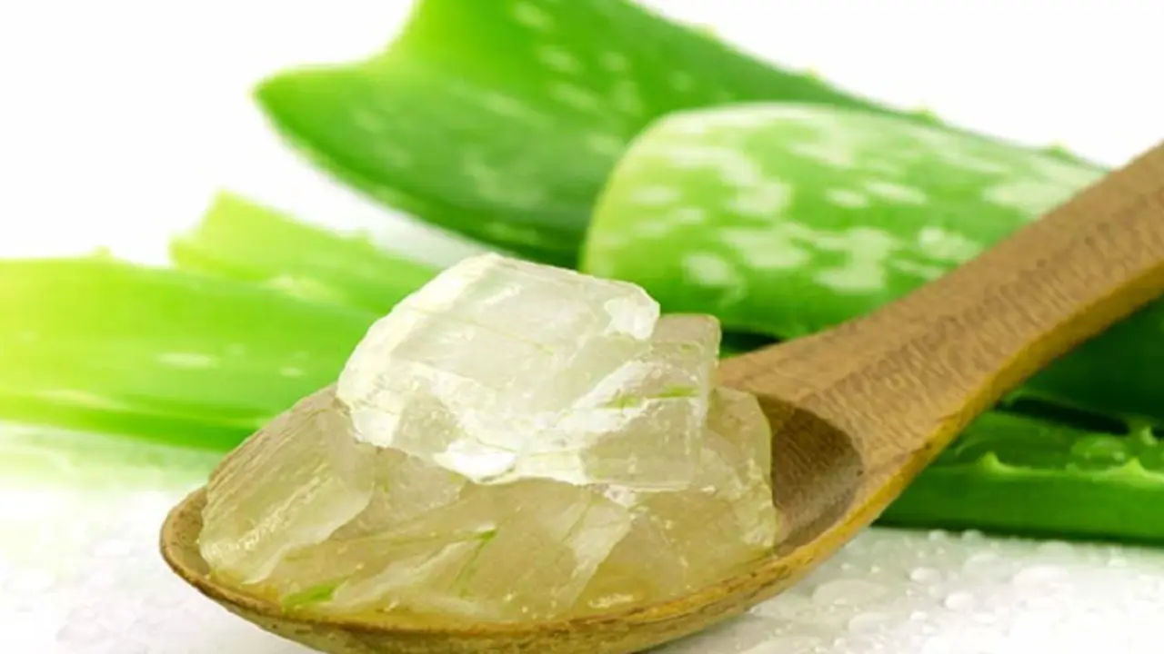 Aloe./ Archivo