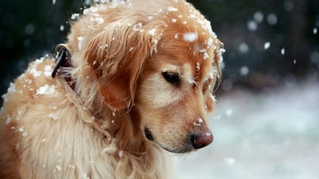 Un perro bajo la nieve. Pinterest