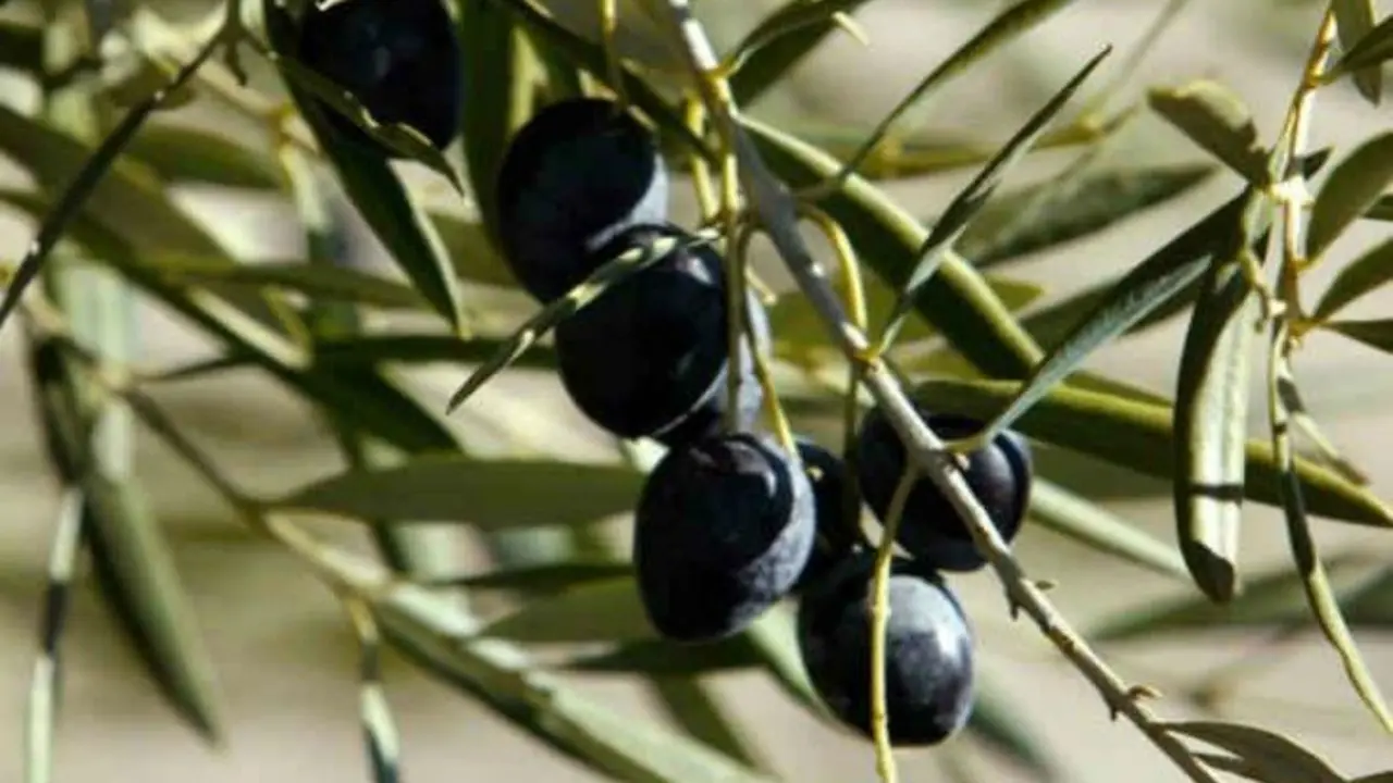 Aceitunas negras. Pinterest.