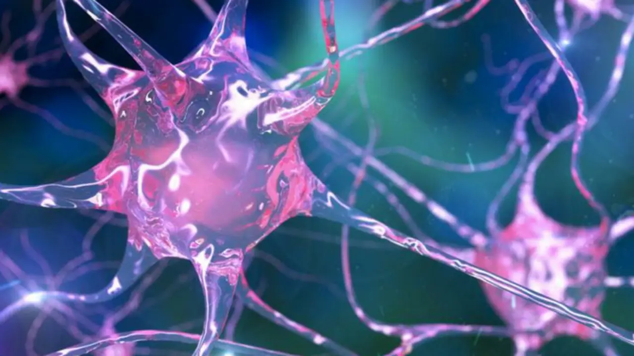 Neuronas. Vix.