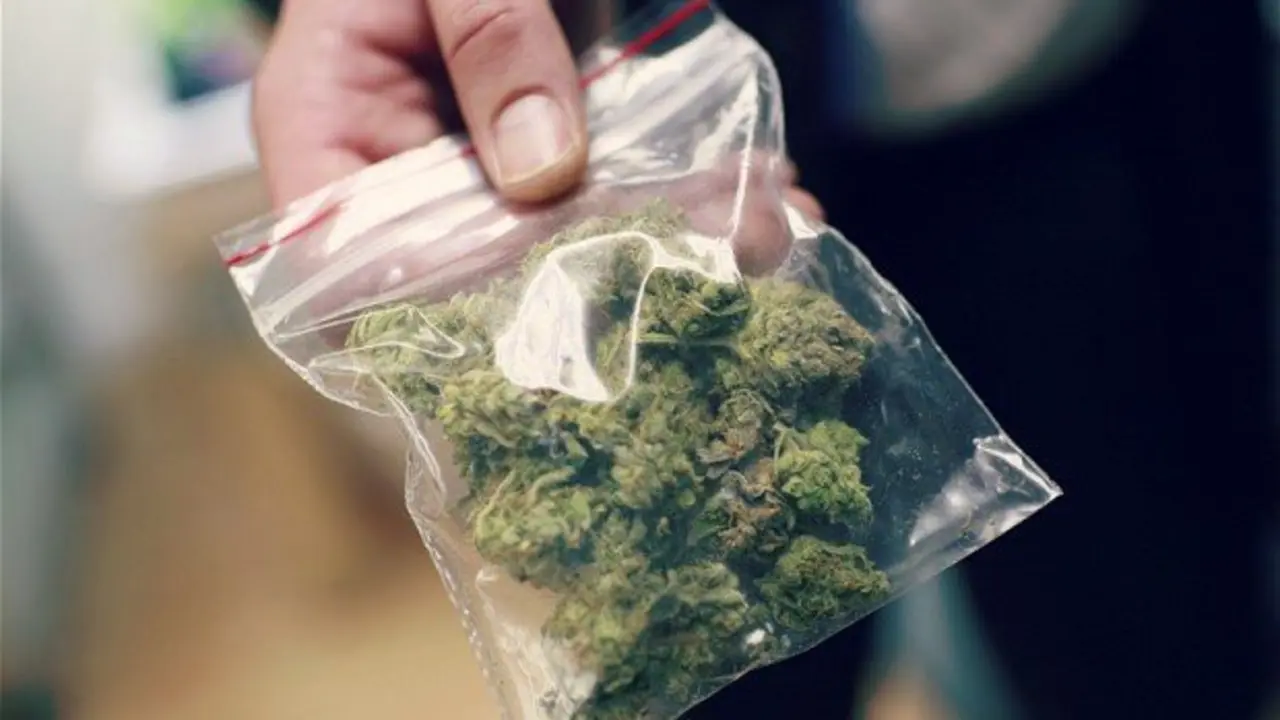 Marihuana. / Abc.net.au.