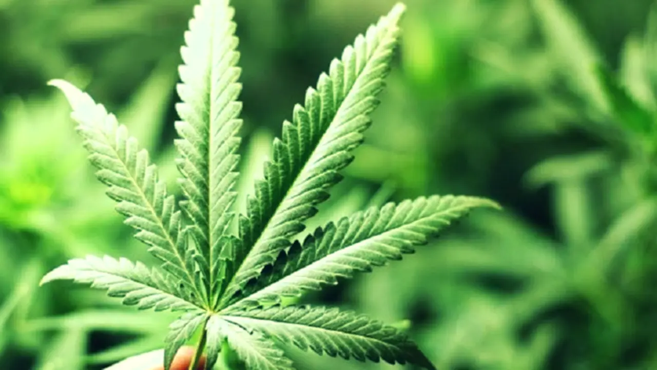 Cannabis. RR SS.