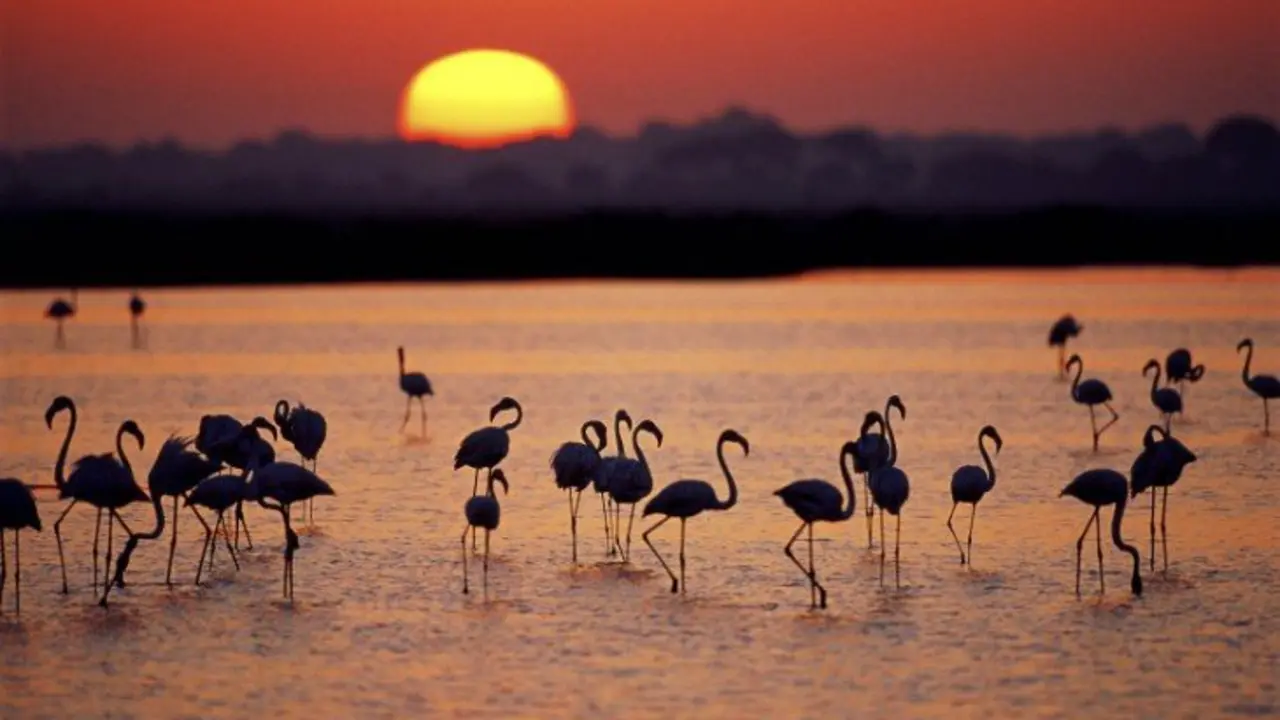 Parque de Do&ntilde;ana. / Naturanda
