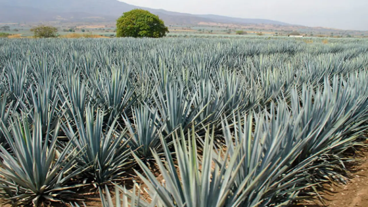 Fueron encontradas nuevas especies de agave en M&eacute;xico. / Pinteret.