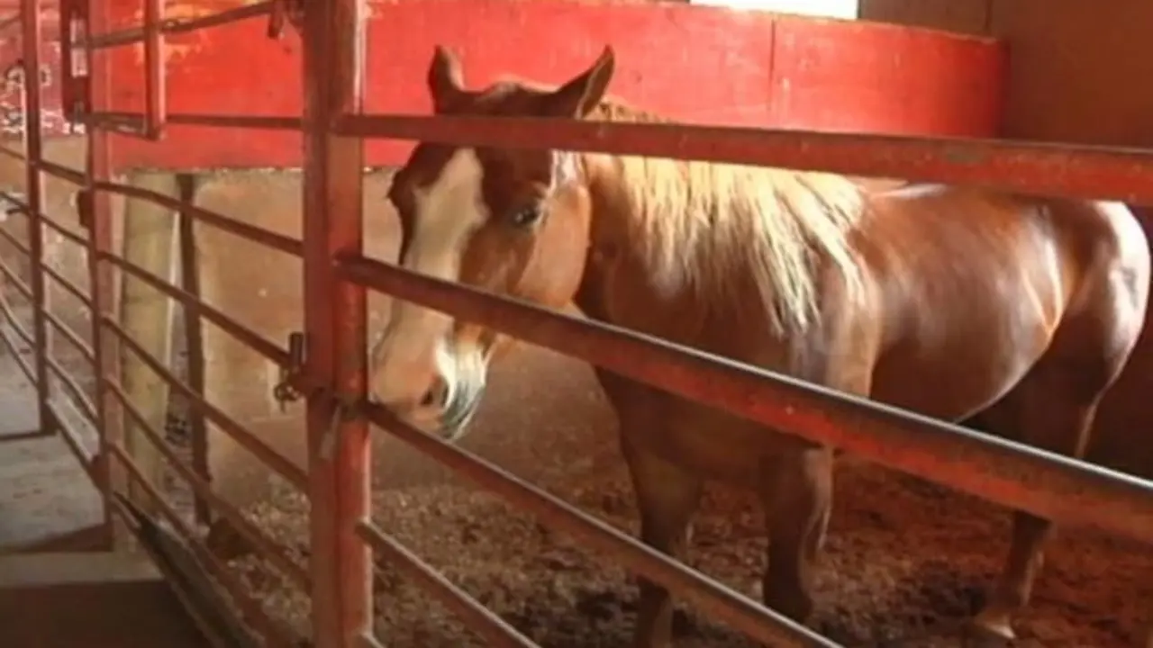 Uno de los dos caballos robados en Hialeah, FL. I miaminews24.com