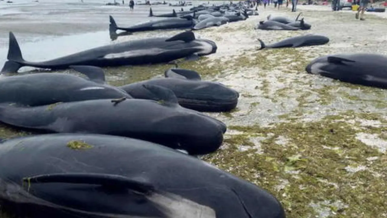 Ballenas muertas. / Quo.es
