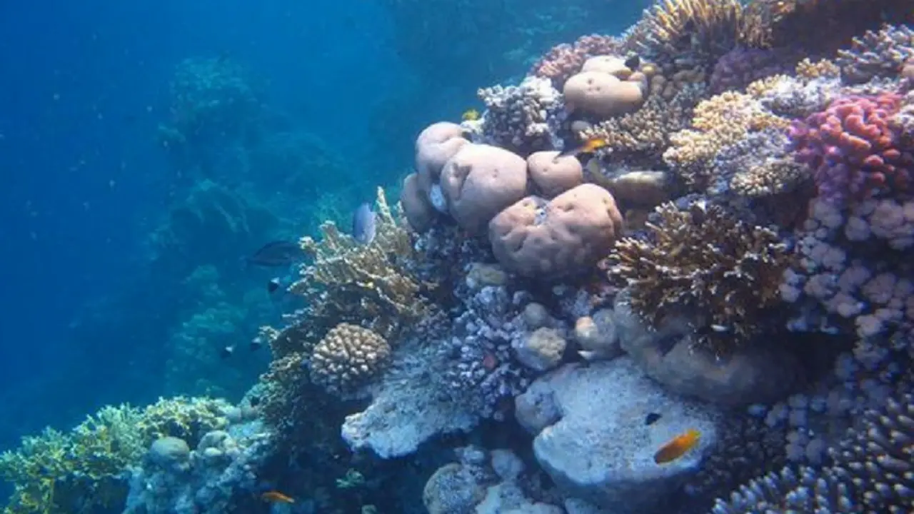Corales de mar Rojo. YouTube.