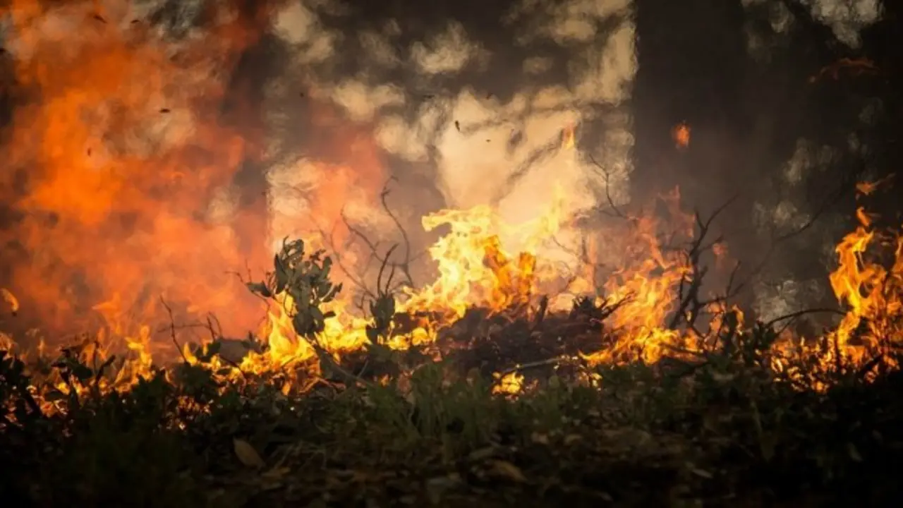 Incendio forestal. / Skeeze