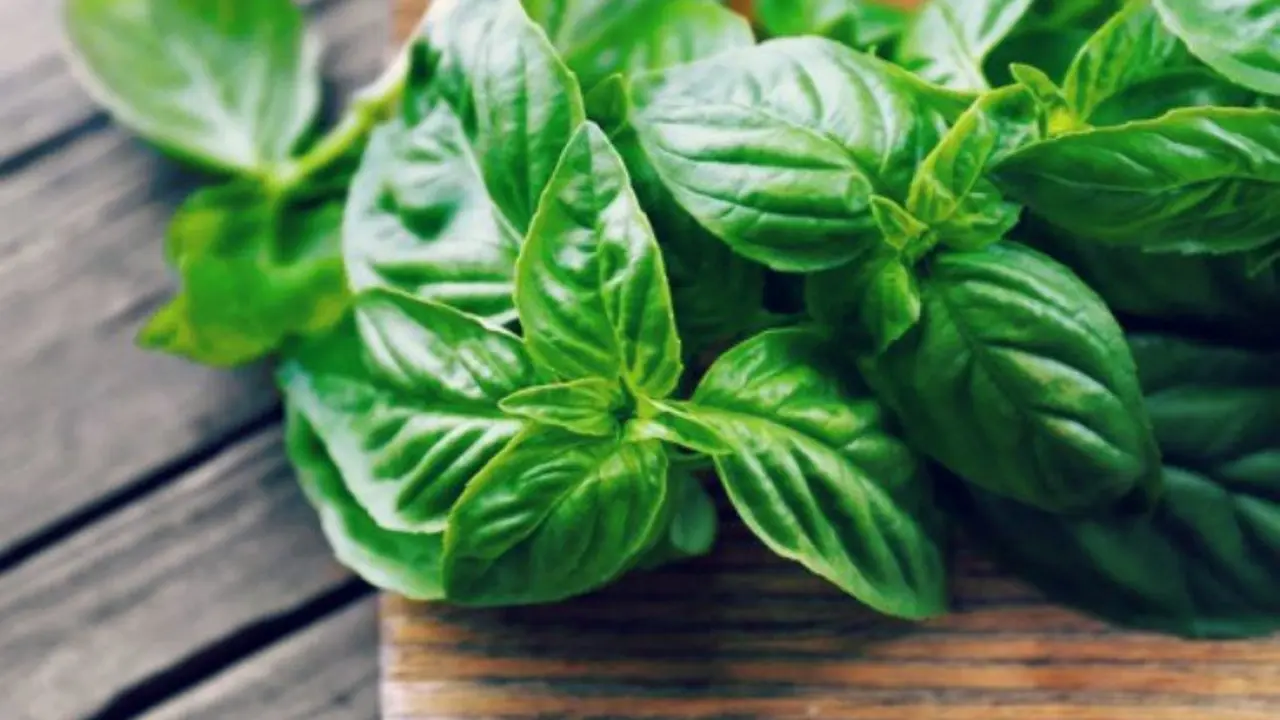Albahaca. Pexels.