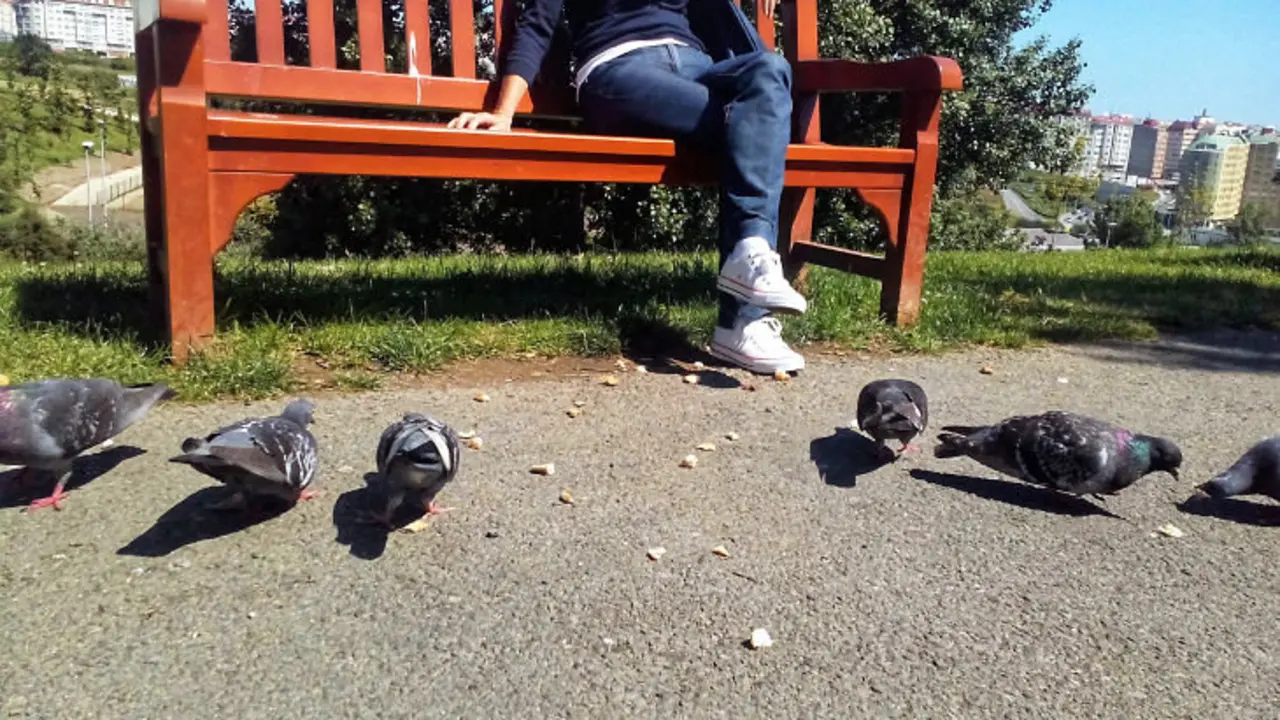 En el parque / Francisco Pu&ntilde;al Su&aacute;rez
