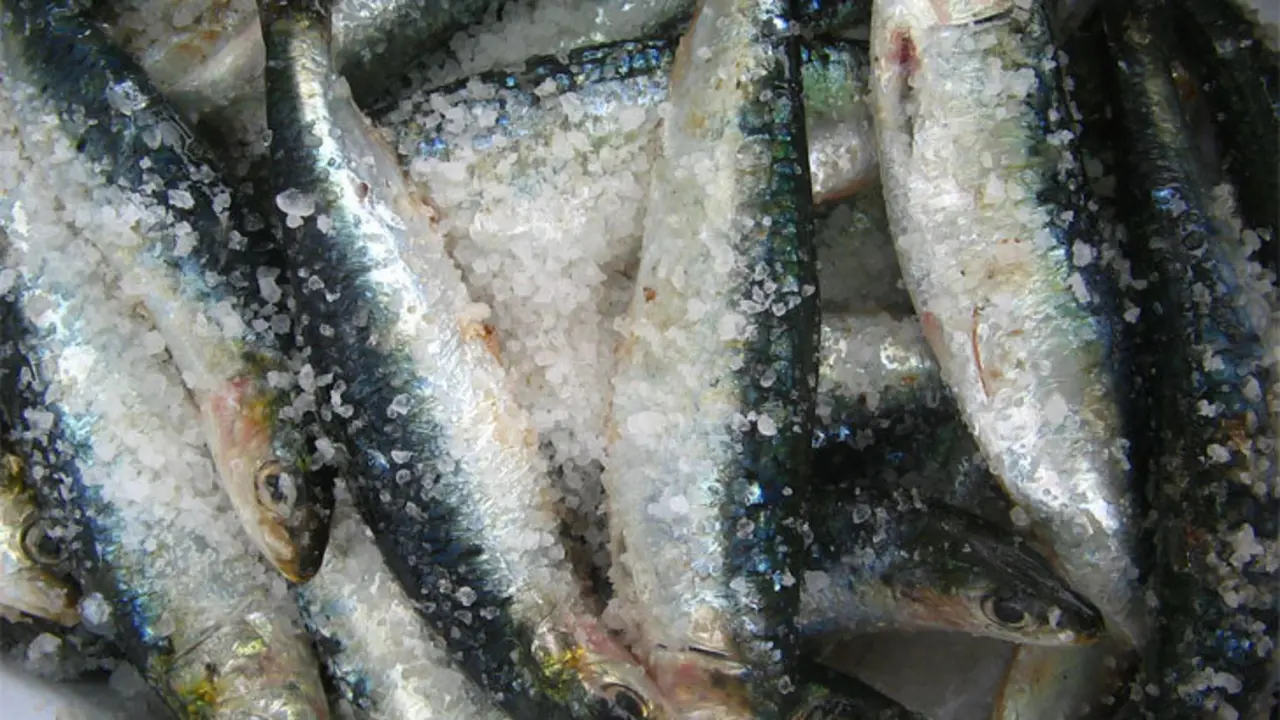 Sardinas. / Industrias Pesqueras