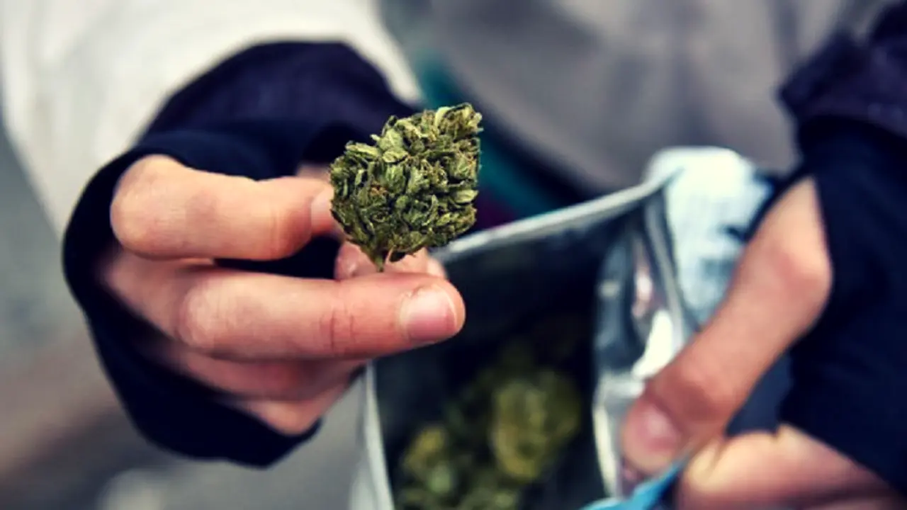 Cannabis. RR SS.