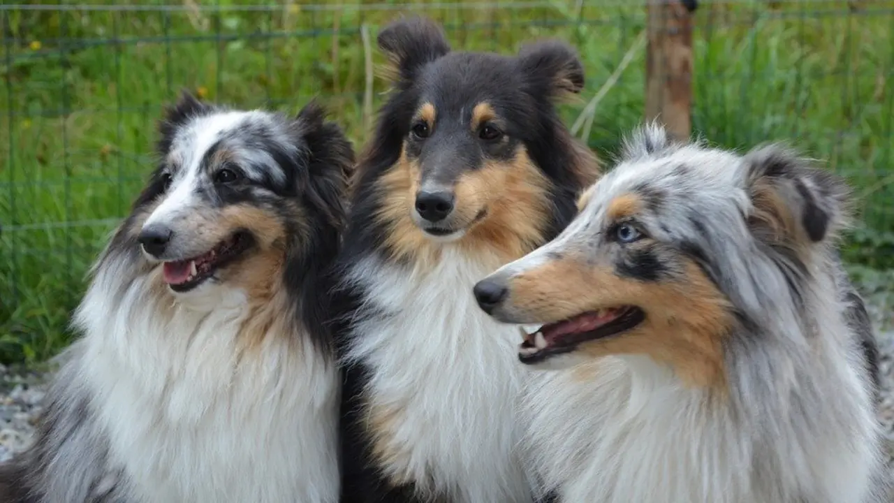 2 razones para tener un perro de mascota