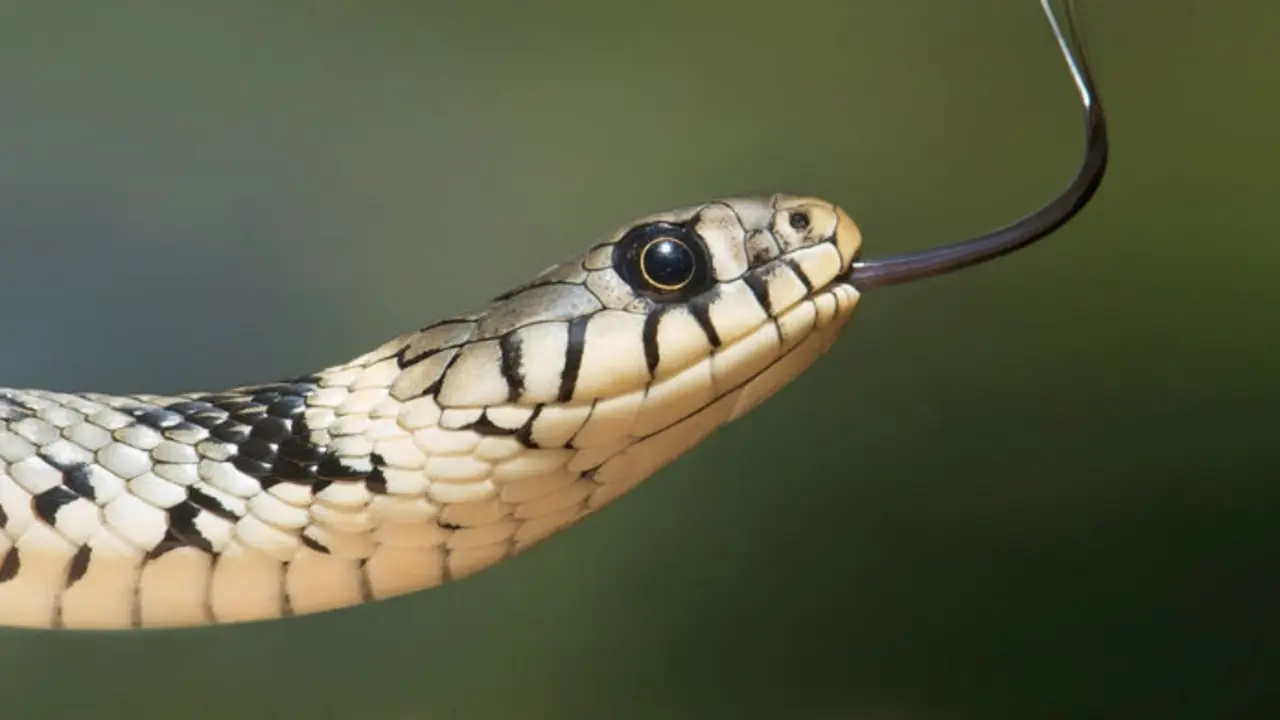 Foto referencial de una serpiente. / Pixabay.